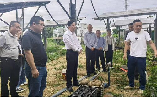 廣東省農(nóng)墾集團公司領(lǐng)導調(diào)研魔芋產(chǎn)業(yè)發(fā)展工作